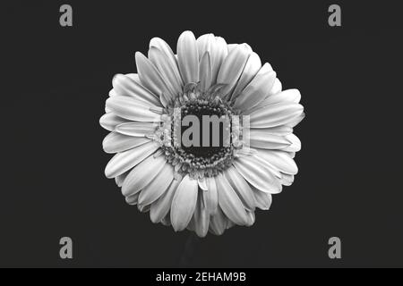 Arrière-plan noir et blanc de la tête de fleur isolée, blanc, gerbera macro photo et compoziotn créatif, vue de dessus, noir et blanc Banque D'Images