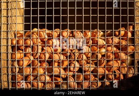 Gros plan des écrous dans un dispositif d'alimentation d'écureuil rouge fixé à un arbre dans une forêt au soleil d'hiver Banque D'Images