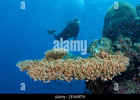 Plongeur (MR) et corail de table, Acropora jacinthus, sur un mur dans la région de Raja Ampat en Indonésie. Banque D'Images