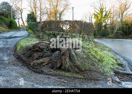 Un vieux creux pourri décomposant la souche d'arbre à feuilles caduques surgelé sol en hiver Banque D'Images