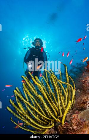 Un plongeur (MR) et l'étoile de plume de Bennett, Oxycomanthus bennetti, Raja Ampat, Indonésie. Banque D'Images