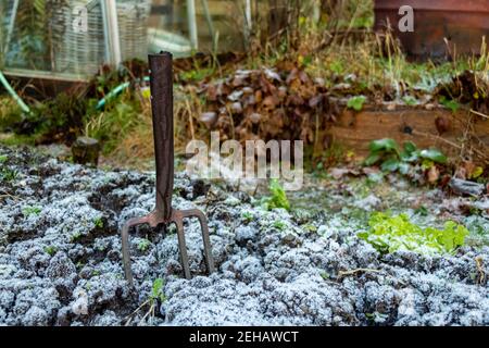 Fourche de jardin cassée coincée dans un sol gelé dans un légume terrain en hiver Banque D'Images
