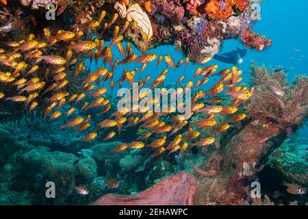 Plongeur (MR) et école Golden Sweeper, Parapriacanthus ransonneti, Raja Ampat, Indonésie. Banque D'Images