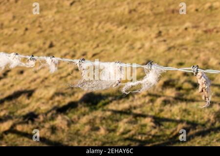 Laine de mouton attrapée sur le fil barbelé dans un champ avec une ombre sur l'herbe Banque D'Images