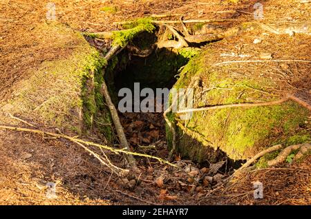 Gros plan sur l'entrée d'un animal de compagnie ou sett dans le sol d'une forêt de bois Banque D'Images