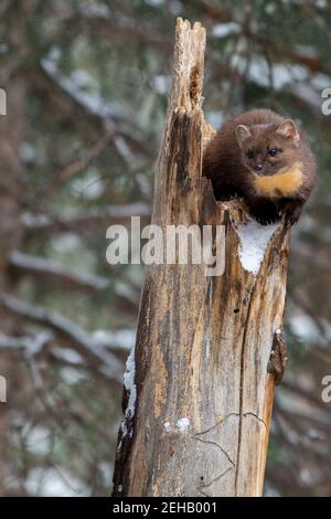 États-Unis, Montana, parc national de Yellowstone. Lone Pine Marten typique de l'habitat forestier d'hiver (SAUVAGE : Martes americana) Banque D'Images