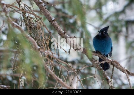 États-Unis, Wyoming, parc national de Yellowstone. geai de Steller dans l'habitat forestier d'hiver (SAUVAGE : Cyanocitta stelleri) Banque D'Images