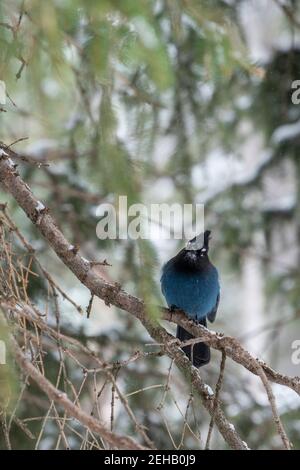 États-Unis, Wyoming, parc national de Yellowstone. geai de Steller dans l'habitat forestier d'hiver (SAUVAGE : Cyanocitta stelleri) Banque D'Images