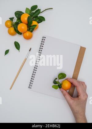 La main femelle tient les clémentines - citrus clémentina - et le sketchpad sur fond blanc. Hybride de tangerines de petite taille. Surcharge, espace de copie. Banque D'Images