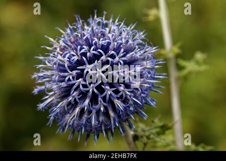 Echinops ritro, le chardon-globele méridional, est une espèce de plante à fleurs de la famille des tournesol, originaire du sud et de l'est de l'Europe. Banque D'Images