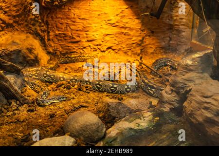 Longs grands serpents assis dans un terrarium chauffé Banque D'Images