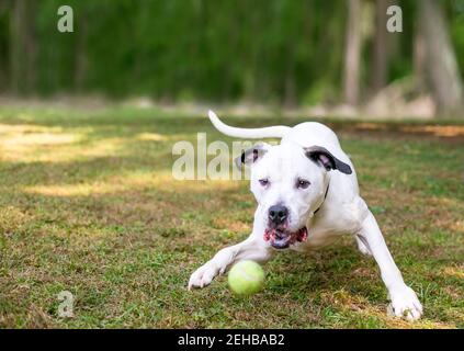 Un chien américain de race mixte noir et blanc jouant avec un ballon à l'extérieur Banque D'Images