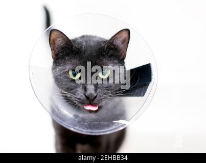 Un chat court noir avec des yeux verts et des pupilles dilatées, portant un collier de cône protecteur après la chirurgie et en collant sa langue Banque D'Images