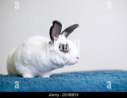 Un petit lapin noir et blanc de race mixte Rex assis sur une couverture bleue Banque D'Images