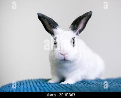 Un petit lapin noir et blanc de race mixte Rex assis sur une couverture bleue Banque D'Images