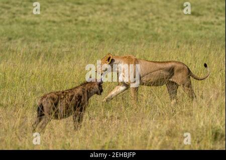 Les Lions , Panthera leo, et hyènes, Crocuta crocuta, Masai Mara, Kenya. Banque D'Images