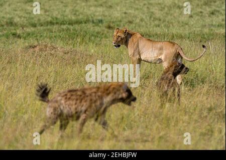 Les Lions , Panthera leo, et hyènes, Crocuta crocuta, Masai Mara, Kenya. Banque D'Images