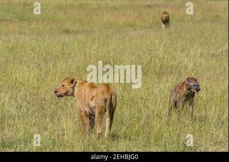 Les Lions , Panthera leo, et hyènes, Crocuta crocuta, Masai Mara, Kenya. Banque D'Images