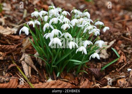 White English Snowdrops émergeant du sol dans l'ancienne forêt en Angleterre, Royaume-Uni. Banque D'Images