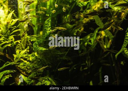 Beaucoup de petits poissons jaunes nageant dans l'aquarium autour feuilles vert élevé Banque D'Images