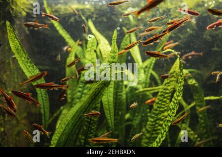 Beaucoup de petits poissons rouges et oranges nageant aquarium autour des feuilles vertes Banque D'Images