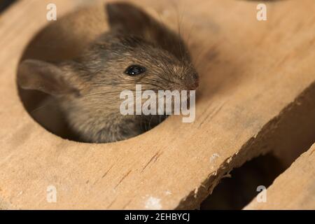 Gros plan de la tête d'une souris commune (Mus musculus) piquer d'un trou dans un piège Banque D'Images