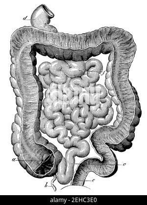 Canal intestinal humain. Illustration du 19e siècle. Allemagne. Arrière-plan blanc. Banque D'Images