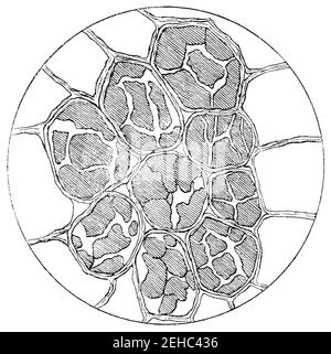 Pomme de terre. Cellules d'une pomme de terre bouillie avec de l'eau pendant 1/2 heures. Grains de farine d'amidon à moitié enflés. Illustration du 19e siècle. Allemagne. Arrière-plan blanc. Banque D'Images