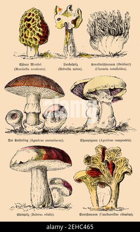 Divers champignons comestibles et comestibles conditionnellement. Illustration du 19e siècle. Allemagne. Banque D'Images