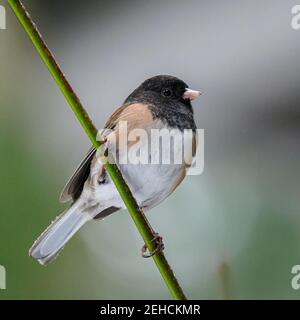 Portrait Junco (Junco hyemalis) aux yeux sombres sur fond gris clair Banque D'Images