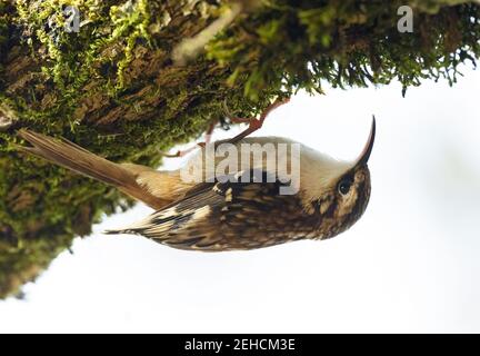 Creeper brun (Certhia americana) suspendu à l'envers à partir d'une branche d'arbre moussy Banque D'Images