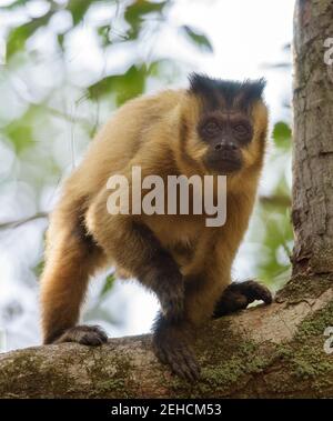 Capuchin à rayures noires (Sapajus libidinosus) sur une branche de l'arborescence regardant directement le visualiseur Banque D'Images