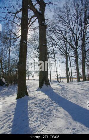 Forêt d'hiver neige au soleil Banque D'Images