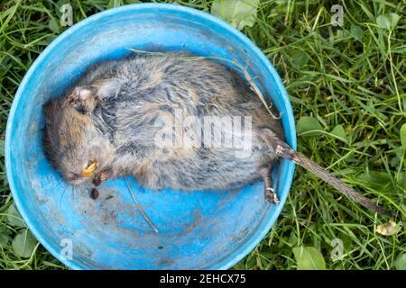 Un campagnol pris par un chat dans le jardin d'été. Banque D'Images