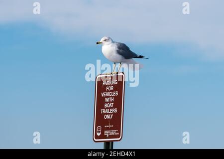 Un mouette à bec cerclé sur un panneau rouge indiquant qu'il n'y a pas de stationnement. Banque D'Images