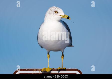 Gros plan d'un mouette à bec contre un ciel bleu. Banque D'Images