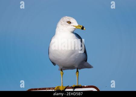 Gros plan d'un mouette à bec contre un ciel bleu. Banque D'Images