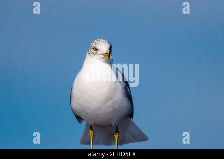 Gros plan d'un mouette à bec contre un ciel bleu. Banque D'Images