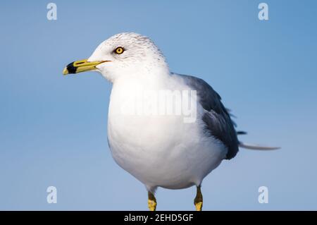 Gros plan d'un mouette à bec contre un ciel bleu. Banque D'Images