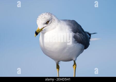 Gros plan d'un mouette à bec contre un ciel bleu. Banque D'Images