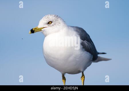Gros plan d'un mouette à bec contre un ciel bleu. Banque D'Images
