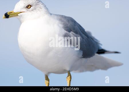 Gros plan d'un mouette à bec contre un ciel bleu. Banque D'Images