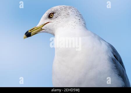 Gros plan d'un mouette à bec contre un ciel bleu. Banque D'Images