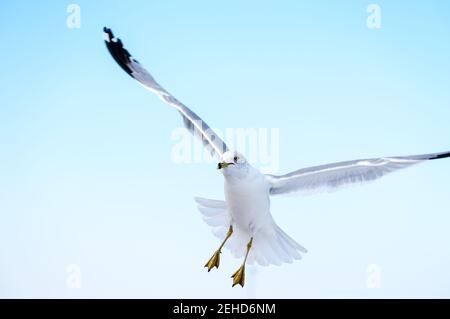 Gros plan d'un mouette en anneau volant vers la caméra. Banque D'Images