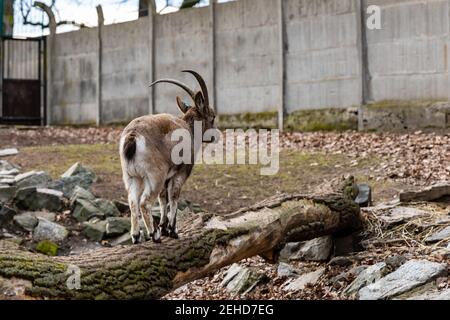 Le cerf de Dybowski Cervus nippon hortulorum marche sur un arbre tombé Banque D'Images