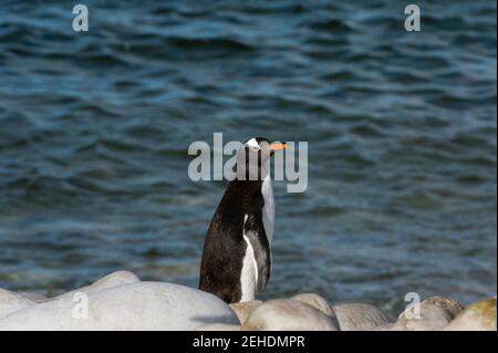 Portrait d'une Gentoo pingouin, Pygoscelis papua, natation. Banque D'Images