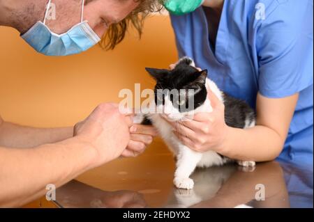 Le vétérinaire met l'injection intraveineuse à un chat sur la table d'opération à l'hôpital animal. Photo de haute qualité Banque D'Images