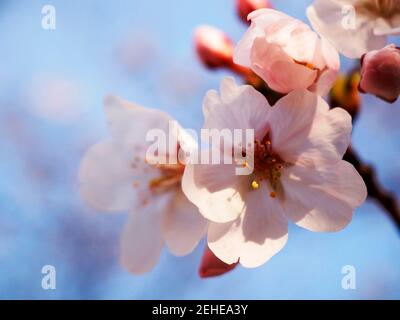 Cerisiers en fleurs dans la vallée de Jerte Banque D'Images