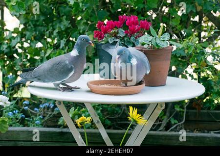 Deux palombus Woodpigeon Columba mangeant des graines sur la table de jardin avec fleurs dans des pots derrière Banque D'Images