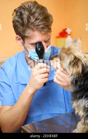 Vétérinaire examinant l'œil du chien à travers l'ophtalmoscope. Photo de haute qualité Banque D'Images